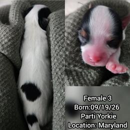 FEMALE 3 - Parti female Yorkshire Terrier puppy in Waldorf, Maryland from Bitter Sweet Yorkies