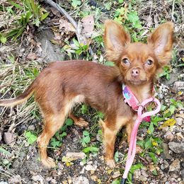 Sasha - Chihuahua