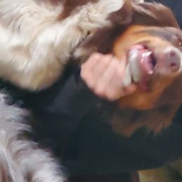 Penny - Australian Shepherd