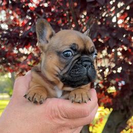 Fresa - Fawn and white female French Bulldog puppy in Redding, California from Tri County Frenchies
