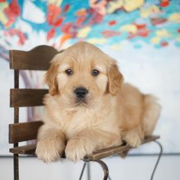 Ms Purple - Golden female Golden Retriever puppy in Las Vegas, Nevada from Geaux Dog