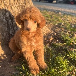 Poodle Puppies from KM AKC Toy poodles