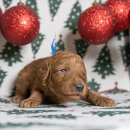Brink - Red  male Poodle puppy in Spring Branch, Texas from Mezzo Poodles