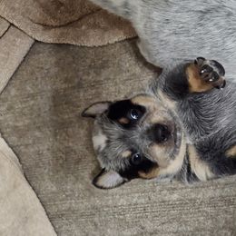 Australian Cattle Dog Puppies from Lakota Australian Cattle Dogs