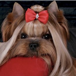 Elsa - Yorkshire Terrier