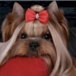 Elsa - Yorkshire Terrier