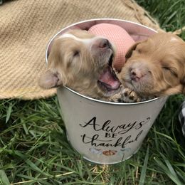 Australian Labradoodle Puppies from Wild Daisy Labradoodles