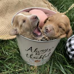 Australian Labradoodle Puppies from Wild Daisy Labradoodles