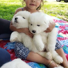 Samoyed Puppies from Bluegrass Samoyeds