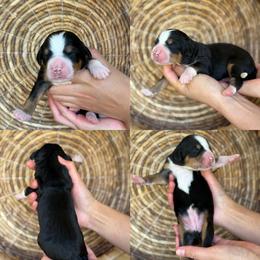 Ava - Tri-color female Bernedoodle puppy in Yuciapa, California from AlltheDoodlez_