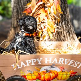 Yam - Black female Poodle puppy in Spring Branch, Texas from Mezzo Poodles