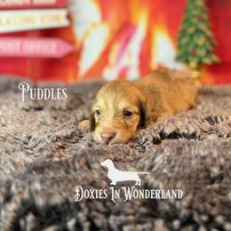 Puddles - Cream male Dachshund puppy in Rainier, Oregon from Doxies in Wonderland