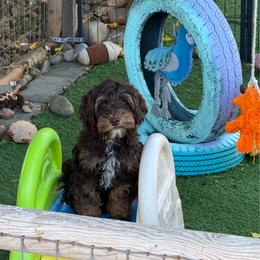 Nelson - Chocolate male Australian Labradoodle puppy in Anderson, California from Shaggy Doodles