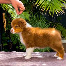 Australian Shepherd Puppies from Shoreline Aussies