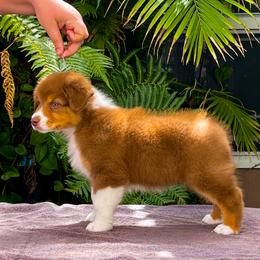 Australian Shepherd Puppies from Shoreline Aussies