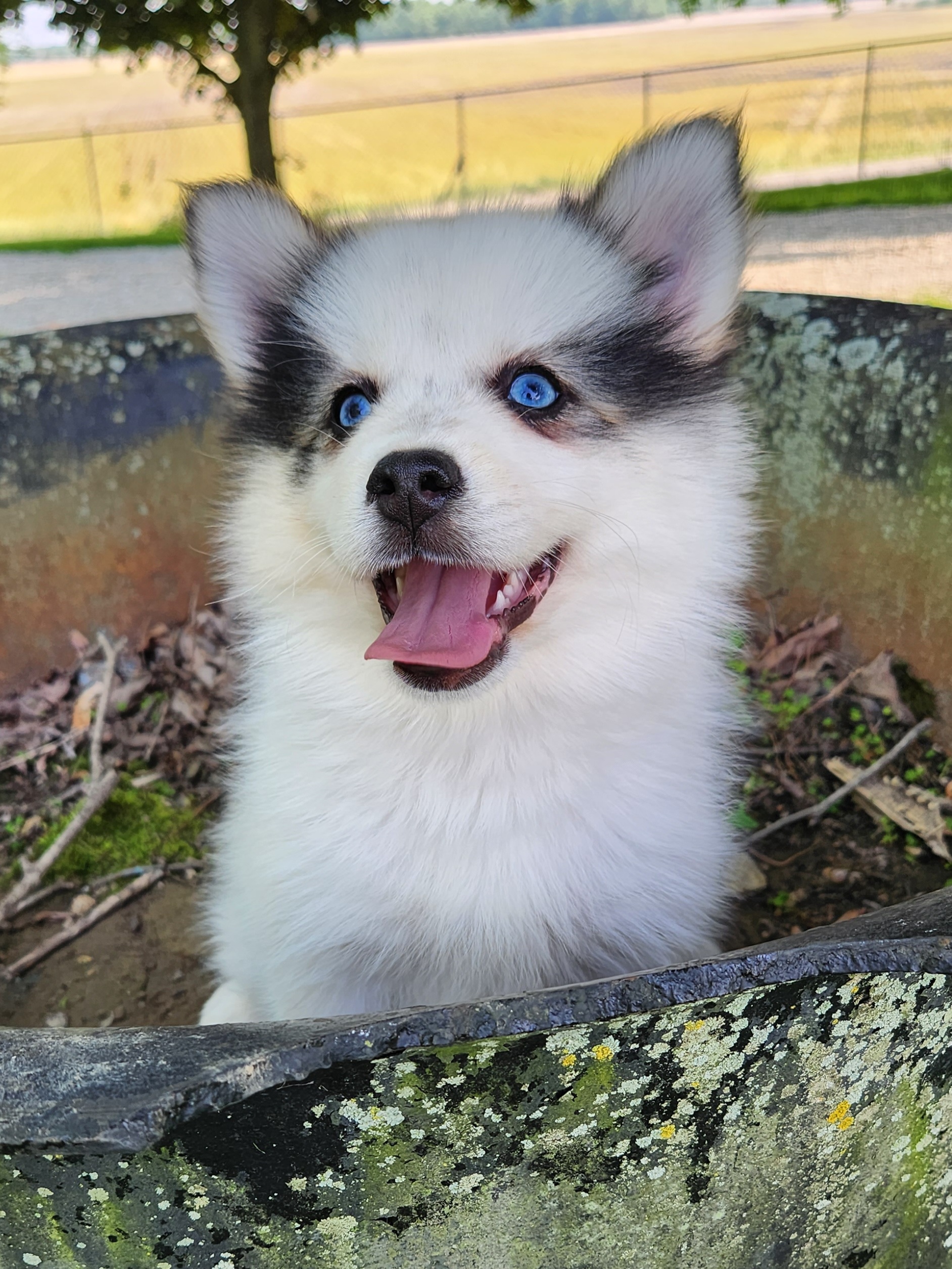 Bernedoodle, Cavapoo, and Pomsky Puppies from Hatz Off Puppies