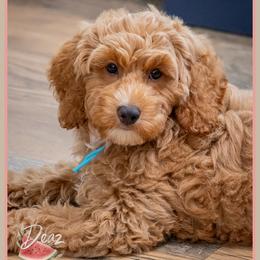 Gucci - Red and white male Cockapoo puppy in Connersville, Indiana from Deaz Doodle Ranch