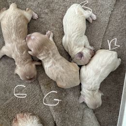 Cockapoo puppies from Camic Cockapoos