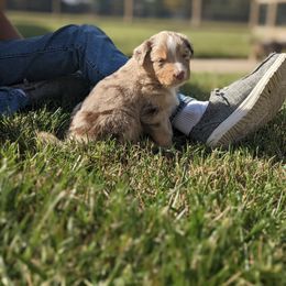 Australian Shepherd Puppies from Hickory Pines farm
