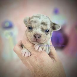 Renoir - Merle male Chihuahua puppy in Piqua, Kansas from Cute As A Cupcake Chihuahuas