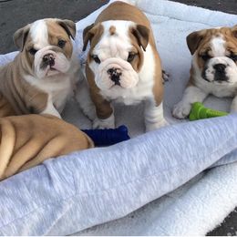 "Dude x Maggie" Bulldog Puppies from Wellington Bulldogs