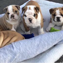 "Dude x Maggie" Bulldog Puppies from Wellington Bulldogs