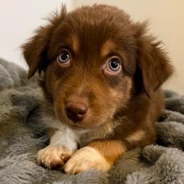 Hershey - Red tri-color female Australian Shepherd puppy in East Hartford, Connecticut from CT Aussies