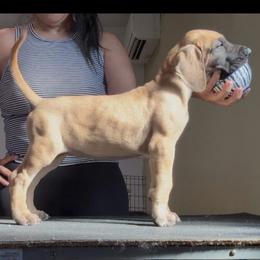 Mimosa - Fawn female Great Dane puppy in Marble Falls, Texas from Notorious Great Danes