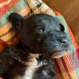 Carter - Black male Miniature Schnauzer puppy in Interlachen, Florida from Pam's Schnauzers