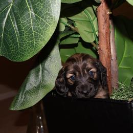 Peony - Red female Dachshund puppy in Highland Heights, Kentucky from Gabriela's Dachshunds