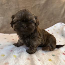 Boy 1 - Liver male Shih Tzu puppy in Tennessee from Cutshall Babies