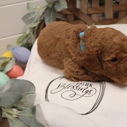 Poodle Puppies from Red Barn Moyen Poodles