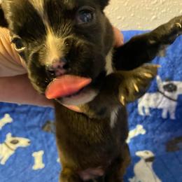 Boy 6 - male Boxer puppy in Custer, South Dakota from Tracy's Boxers