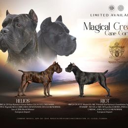 Cane Corso puppies from Magical Creature Cane Corso