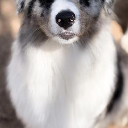 Moon - Australian Shepherd