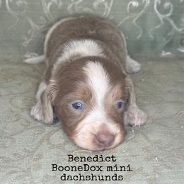 Benedict - Fawn (Isabella) male Dachshund puppy in Lexington, Oklahoma from BooneDox Miniature Dachshunds