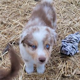 Red Merle 1 - Red merle male Australian Shepherd puppy in Bloomfield, New York from Wayward Trails Kennel