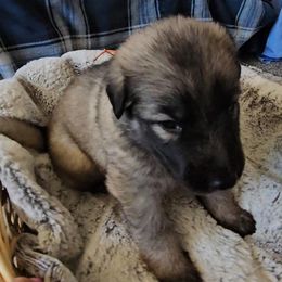 Opal - Gray sable female Shiloh Shepherd puppy in Loon Lake, Washington from SilverLiningShilohs