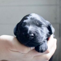 Goldendoodle Puppies from WNC Mountain Doodles