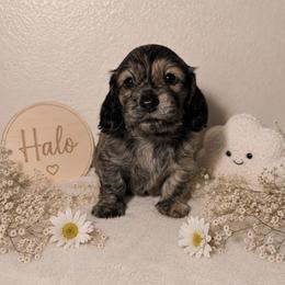 Halo - Brindle male Dachshund puppy in Kingman, Arizona from Diddle Bros Dachshunds