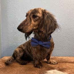Dash - Dachshund