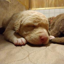 Chesapeake Bay Retriever Puppies from GemiLamb Gun Dogs