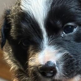 Border Collies from Angela's Border Collies