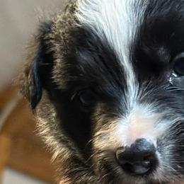 Border Collies from Angela's Border Collies