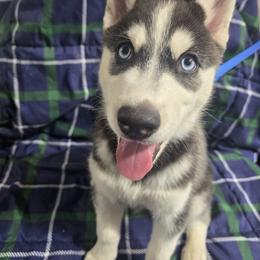 Puppy 1 - Black and white male Siberian Husky puppy in Barrington, Illinois from Nikolay Veltchev