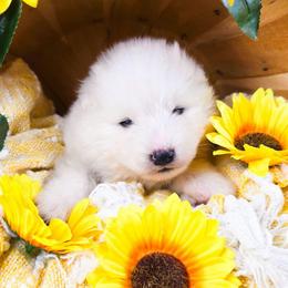 Roku - White and biscuit male Samoyed puppy in West Jordan, Utah from Rocky Mountain Samoyeds