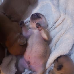 French Bulldog Puppies from Kelli's Frenchies