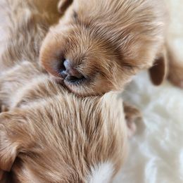 Cavapoo and Poodle Puppies from Blue Meadow Puppies