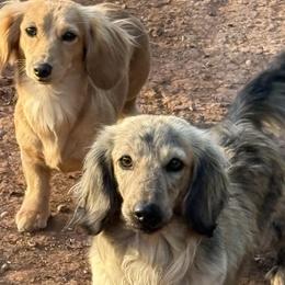 Border Collies and Dachshunds from Chappell Stables