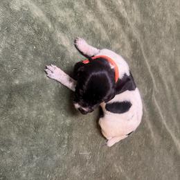 Girl 4 - Black and white female German Shorthaired Pointer puppy in Lumberton, Mississippi from Carlee Farm